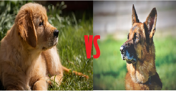 Golden Retriever Vs German Shepherd | Which One Is Best?