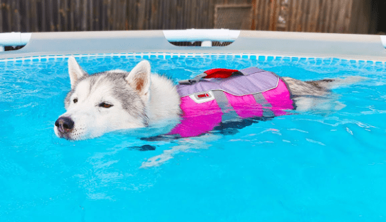 The Best Swimming Accessories for Huskies