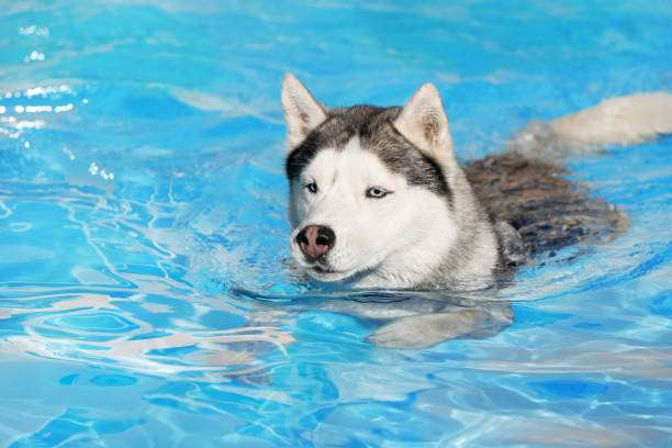 Why Do Huskies Like Water?
