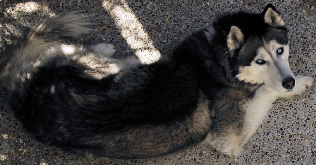 Siberian Husky Shedding