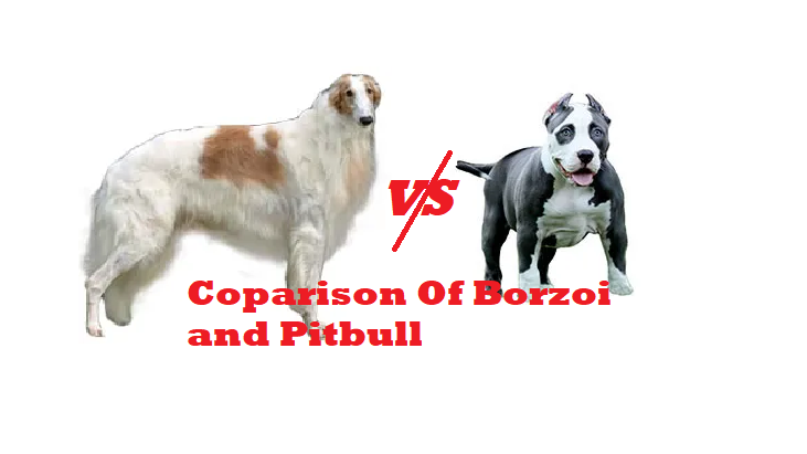 Borzoi vs Pitbull