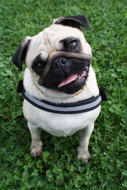 Panda Pug Dog