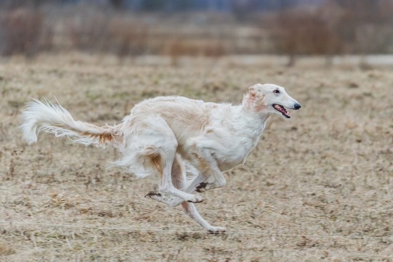 When Borzoi Bark a Lot: 3 Ways to Control It